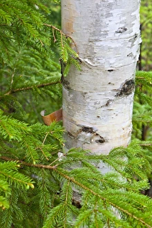 Images Dated 19th May 2010: Paper Birch tree (Betula papyrifera). Appalachian Trail, Crocker Mountain, Maine