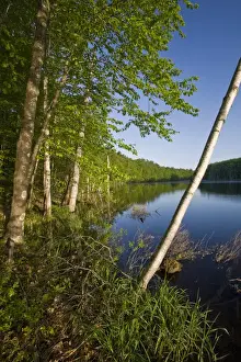 Reflect Prints: A paper birch tree leans over Boulter Pond at Highland Farm in York, Maine