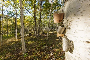 Birch Prints: Paper birch trees in Maines Acadia National Park. Fall