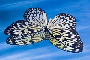 Images Dated 22nd March 2019: Paper kite butterfly in reflection in blue water