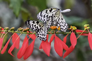 Images Dated 4th April 2022: Paper kite or Large tree nymph butterfly flying