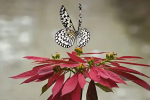 Paper kite or Large tree nymph butterfly flying