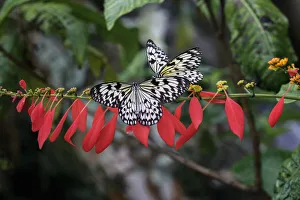 Paper kite or Large tree nymph butterfly flying