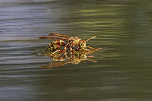 Rio Grande Valley Prints: Paper wasp drinking water from surface of pond, Rio Grande Valley, Texas
