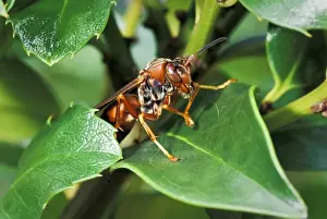Wasp Prints: Paper wasp expelling water after heavy rain (Polistes sp)