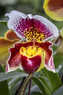 Lady Slipper Prints: Paphiopedilum orchid, Lady Slipper
