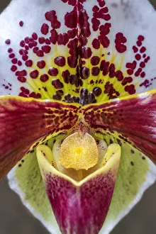 Paphiopedilum orchid, Lady Slipper