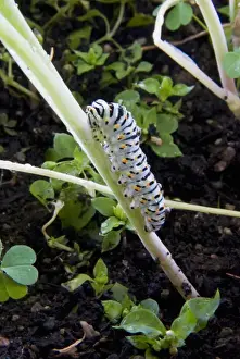Entomology Prints: Papilio machaon larva (butterfly of the family Papilionidae)