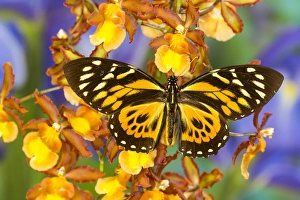 Cream Prints: Papilio zagreus butterfly from Central and South America
