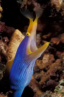 Michele Westmorland Prints: Papua New Guinea, Blue ribbon eel (Rhinomuraena quaesita)