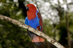 Images Dated 14th June 2007: Papua New Guinea, Lae. Female Eclectus Parrot
