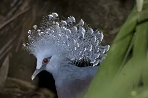 Images Dated 16th June 2007: Papua New Guinea, Lae. Victoria Crowned Pigeon