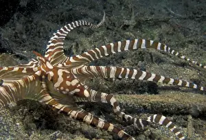 Sea Animal Prints: Papua New Guinea, Milne Bay Ornate octopus (Octopus sp. )