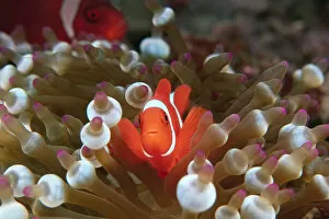 Images Dated 21st July 2006: Papua New Guinea, Milne Bay, Spinecheek Anemonefish (Premnas biaculeatus)