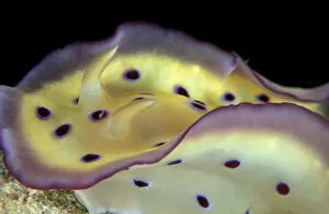 Images Dated 2nd February 2006: Papua New Guinea, Nudibranch (Chromodoris sp.)