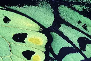 Images Dated 30th August 2007: Papua New Guinea. Poseidon Butterfly (Ornithoptera priamus)