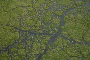 Images Dated 13th October 2005: Papyrus swamps & channels. Okavango Delta, BOTSWANA. Southern Africa