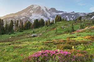 Cascade Mountain Prints: Paradise, wildflower meadow. Pink Mountain Heather is in the foreground