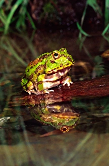 Images Dated 28th February 2007: Paraguay Horn Frog Chacophrys pierotti native to Paraguay
