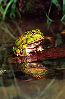 Frog Prints: Paraguay Horn Frog Chacophrys pierotti native to Paraguay