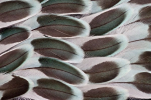 Images Dated 2nd January 2010: Parakeet wing feather design