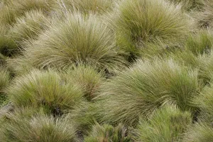 High Elevation Prints: Paramo grass, Antisana Ecological Reserve, Ecuador