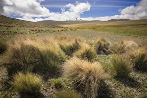 Paramo grass, Antisana Ecological Reserve, Ecuador