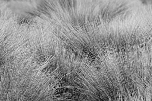 Paramo grass, Antisana Ecological Reserve, Ecuador