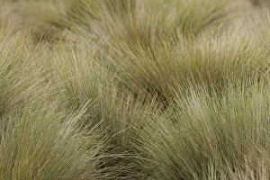 Paramo grass, Antisana Ecological Reserve, Ecuador