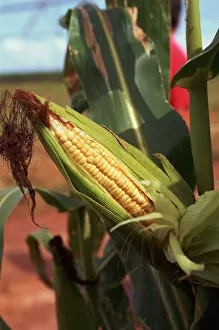 Images Dated 3rd October 2006: Parana State, Brazil. Maize (sweet corn, Zea mays) field with a ripe head of sweet