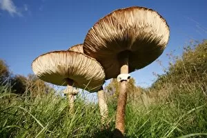 Fungi Gallery: Parasol Fungus (Macrolepiota procera) in Grassland. England, UK