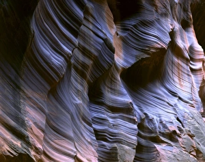 Buckskin Gulch Prints: PARIA CANYON-VERMILLION CLIFFS WILDERNESS, UTAH. USA. Fluted sandstone canyon walls