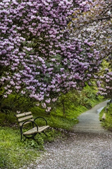 Park bench along trail with blooms at the Arboretum in Seattle, Washington, USA