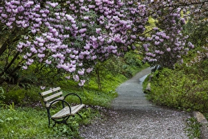 Rest Prints: Park bench along trail with blooms at the Arboretum in Seattle, Washington, USA