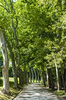 Style Prints: Park and garden of Villa Demidoff, Pratolino, Vaglia, Firenze province, Firenze, Italy