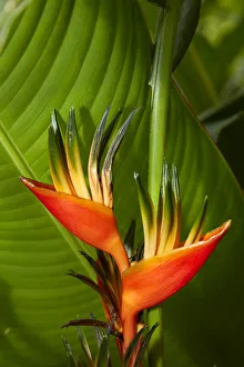 Oceania Prints: Parrot Flower (Heliconia sp. ) Maire Nui Botanical Gardens, Titakaveka, Rarotonga