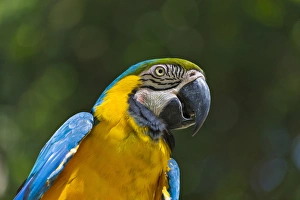 Parrot, Honduras