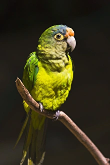 Parrot Prints: Parrot, Honduras