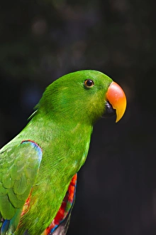 Parrot Prints: Parrot, Philippines