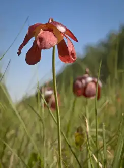 Parrot pitcher plant flower, Apalachicola National Forest, Florida, USA
