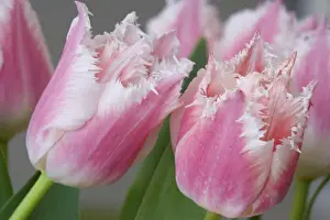 Macrophotography Prints: Detail of parrot tulips. Credit as: Don Paulson / Jaynes Gallery / DanitaDelimont