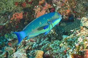Parrot Fish Prints: Parrotfish near Taveuni Island, Fiji, South Pacific