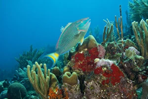 Parrotfish & Red Sponge (Mycale sp.), Utila, Bay Islands, Honduras, Central America
