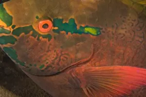Parrotfish (Scarus sp.) asleep at night, scuba diving at night at Koh Bon Bay, Similan