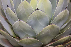 Prints of Parrys agave or mescal agave Images Dated 2019 January: Parrys agave or mescal agave
