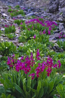 Images Dated 17th October 2005: Parrys Primrose (Primulaceae) along Imogene Pass in Colorado