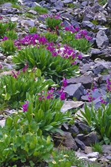 Images Dated 17th October 2005: Parrys Primrose (Primulaceae) along Imogene Pass in Colorado