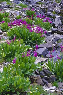 Images Dated 17th October 2005: Parrys Primrose (Primulaceae) along Imogene Pass in Colorado