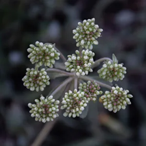 Images Dated 19th January 2023: Parsnip flower buckwheat, Signal Mountain, Grand Teton National Park, Wyoming, USA