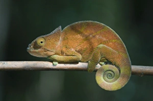 Images Dated 12th June 2007: Parsons Chameleon, (Calumma parsoni), Female; Perinet Reserve, Madagascar